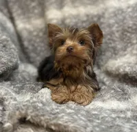 Ash - AKC/CKC Chocolate Female, a female Yorkshire Terrier for sale in Chillicothe, OH – Photo 7 of 10