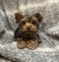 Ash - AKC/CKC Chocolate Female, a female Yorkshire Terrier for sale in Chillicothe, OH – Photo 5 of 10