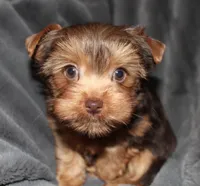 AKC/CKC Chocolate Female, a female Yorkshire Terrier for sale in Chillicothe, OH – Photo 3 of 7