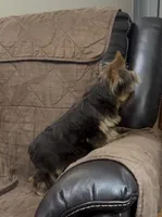 Ash - AKC/CKC Chocolate Female, a female Yorkshire Terrier for sale in Chillicothe, OH – Photo 7 of 10