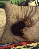 Ash - AKC/CKC Chocolate Female, a female Yorkshire Terrier for sale in Chillicothe, OH – Photo 3 of 10