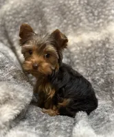 Ash - AKC/CKC Chocolate Female, a female Yorkshire Terrier for sale in Chillicothe, OH – Photo 10 of 10