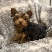 Ash - AKC/CKC Chocolate Female, a female Yorkshire Terrier for sale in Chillicothe, OH – Photo 1 of 10