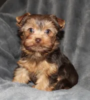 AKC/CKC Chocolate Female, a female Yorkshire Terrier for sale in Chillicothe, OH – Photo 1 of 7