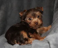 AKC/CKC Chocolate Female, a female Yorkshire Terrier for sale in Chillicothe, OH – Photo 7 of 7