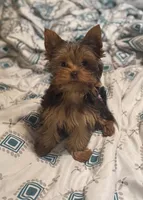 Ash - AKC/CKC Chocolate Female, a female Yorkshire Terrier for sale in Chillicothe, OH – Photo 1 of 10
