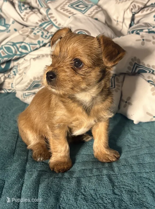 AKC/CKC - Sunshine - Blonde – Yorkshire Terrier puppy for sale in Chillicothe, OH