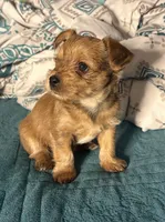 AKC/CKC - Sunshine - Blonde, a female Yorkshire Terrier for sale in Chillicothe, OH – 1 of 8