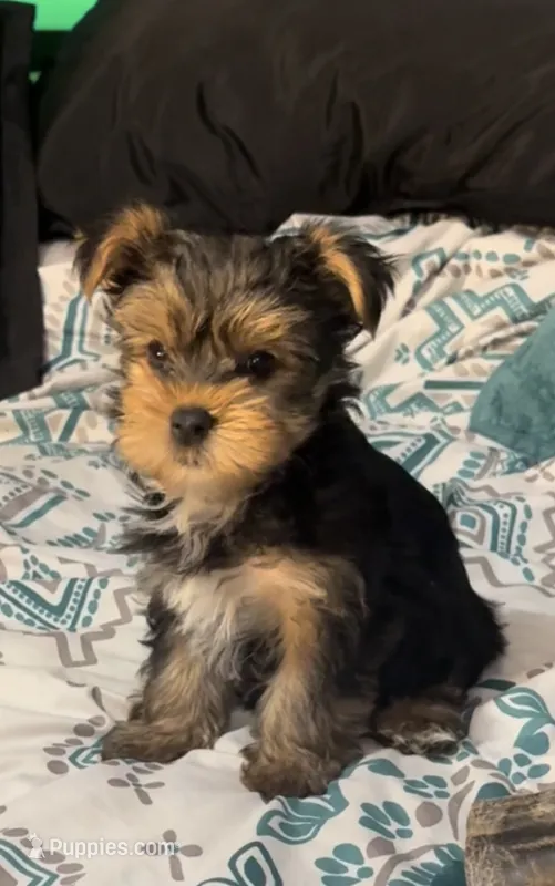AKC/CKC Stitch – Yorkshire Terrier puppy for sale in Chillicothe, OH