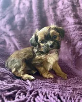 CKC - Chubbs, a male Yorkshire Terrier and Shorkie for sale in Chillicothe, OH – 6 of 10
