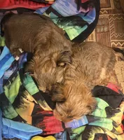 AKC/CKC Oslo - Sable, a male Yorkshire Terrier for sale in Chillicothe, OH – 5 of 7