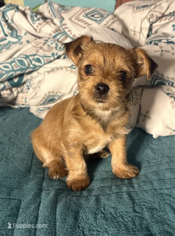 AKC/CKC - Sunshine - Blonde – Yorkshire Terrier puppy for sale in Chillicothe, OH