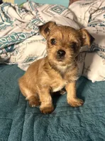 AKC/CKC - Sunshine - Blonde, a female Yorkshire Terrier for sale in Chillicothe, OH – 2 of 8