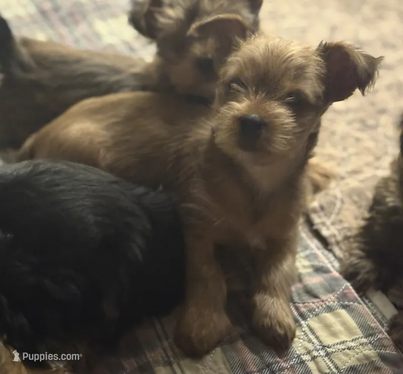AKC/CKC - Sunshine - Blonde – Yorkshire Terrier puppy for sale in Chillicothe, OH