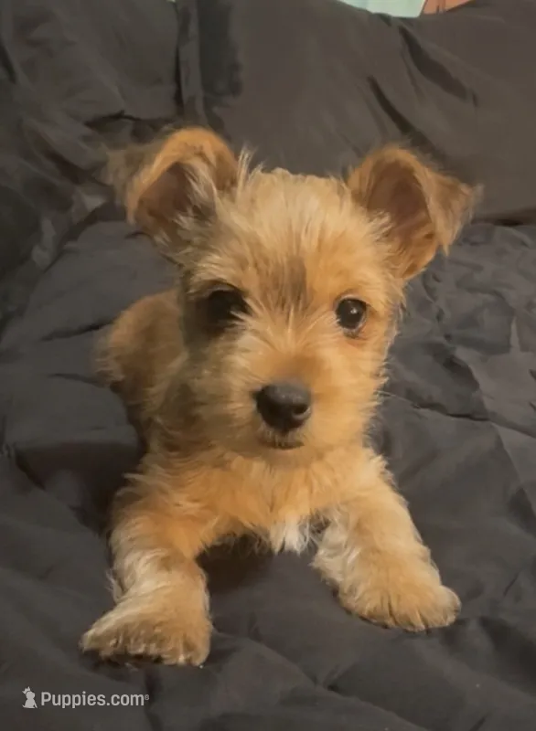 AKC/CKC - Sunshine - Blonde – Yorkshire Terrier puppy for sale in Chillicothe, OH