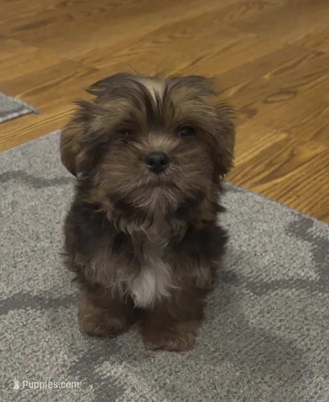 CKC Carlos  – Yorkshire Terrier, Shorkie puppy for sale in Chillicothe, OH