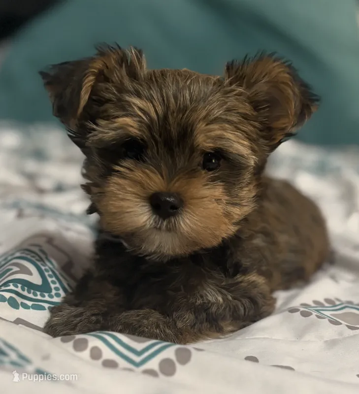 AKC/CKC Oslo - Sable – Yorkshire Terrier puppy for sale in Chillicothe, OH
