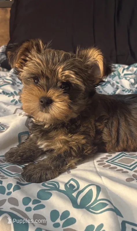 AKC/CKC Oslo - Sable – Yorkshire Terrier puppy for sale in Chillicothe, OH