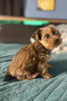 AKC/CKC Kiwi - Sable, a female Yorkshire Terrier for sale in Chillicothe, OH – 5 of 9
