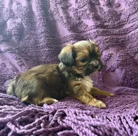 CKC - Chubbs, a male Yorkshire Terrier and Shorkie for sale in Chillicothe, OH – 7 of 10