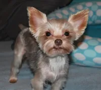 CKC Carlos , a male Yorkshire Terrier and Shorkie for sale in Chillicothe, OH – 10 of 10