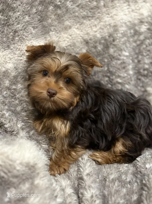 Fable - AKC/CKC Chocolate & Tan Female