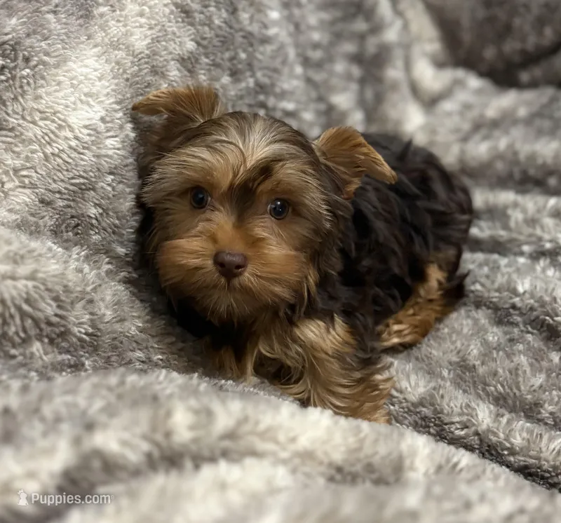 Fable - AKC/CKC Chocolate & Tan Female – Yorkshire Terrier puppy for sale in Chillicothe, OH