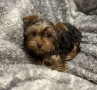 Fable - AKC/CKC Chocolate & Tan Female, a female Yorkshire Terrier for sale in Chillicothe, OH – Photo 5 of 7