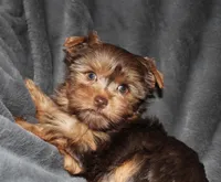 AKC/CKC Chocolate & Tan Female, a female Yorkshire Terrier for sale in Chillicothe, OH – Photo 5 of 6