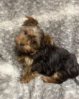 Fable - AKC/CKC Chocolate & Tan Female, a female Yorkshire Terrier for sale in Chillicothe, OH – Photo 4 of 7