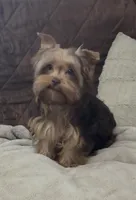 Fable - AKC/CKC Chocolate & Tan Female, a female Yorkshire Terrier for sale in Chillicothe, OH – Photo 2 of 10