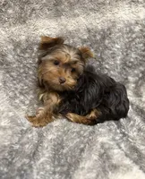 Fable - AKC/CKC Chocolate & Tan Female, a female Yorkshire Terrier for sale in Chillicothe, OH – Photo 6 of 7
