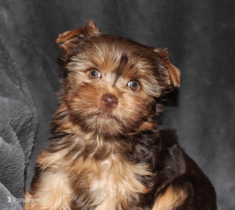 AKC/CKC Chocolate & Tan Female