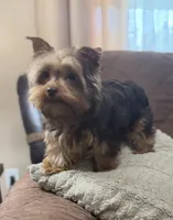 Fable - AKC/CKC Chocolate & Tan Female, a female Yorkshire Terrier for sale in Chillicothe, OH – Photo 7 of 10