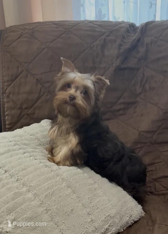 Fable - AKC/CKC Chocolate & Tan Female – Yorkshire Terrier puppy for sale in Chillicothe, OH