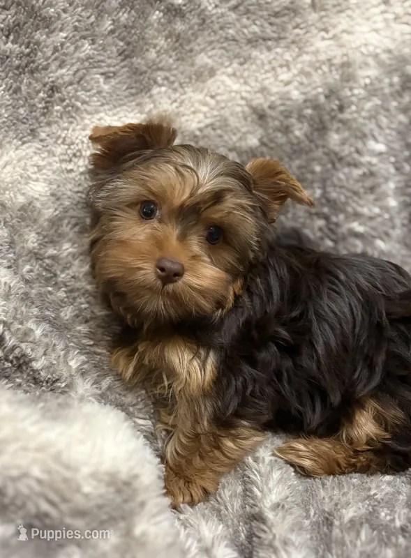 Fable - AKC/CKC Chocolate & Tan Female – Yorkshire Terrier puppy for sale in Chillicothe, OH