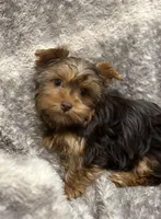 Fable - AKC/CKC Chocolate & Tan Female, a female Yorkshire Terrier for sale in Chillicothe, OH – Photo 2 of 7