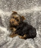 Fable - AKC/CKC Chocolate & Tan Female, a female Yorkshire Terrier for sale in Chillicothe, OH – Photo 7 of 7