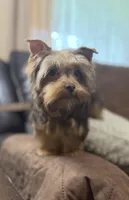 Fable - AKC/CKC Chocolate & Tan Female, a female Yorkshire Terrier for sale in Chillicothe, OH – Photo 5 of 10