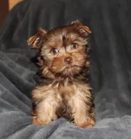 AKC/CKC Chocolate & Tan Female, a female Yorkshire Terrier for sale in Chillicothe, OH – Photo 2 of 6