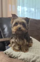 Fable - AKC/CKC Chocolate & Tan Female, a female Yorkshire Terrier for sale in Chillicothe, OH – Photo 4 of 10