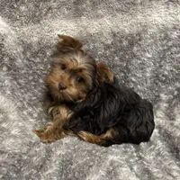 Fable - AKC/CKC Chocolate & Tan Female, a female Yorkshire Terrier for sale in Chillicothe, OH – Photo 3 of 7