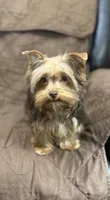 Fable - AKC/CKC Chocolate & Tan Female, a female Yorkshire Terrier for sale in Chillicothe, OH – Photo 9 of 10