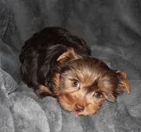 AKC/CKC Chocolate & Tan Female, a female Yorkshire Terrier for sale in Chillicothe, OH – Photo 4 of 6