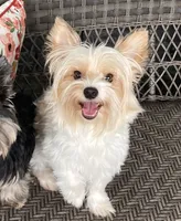 AKC/CKC Kiwi - Sable, a female Yorkshire Terrier for sale in Chillicothe, OH – 8 of 9
