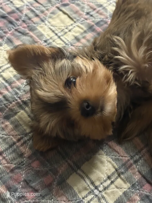 AKC/CKC Kiwi - Sable – Yorkshire Terrier puppy for sale in Chillicothe, OH