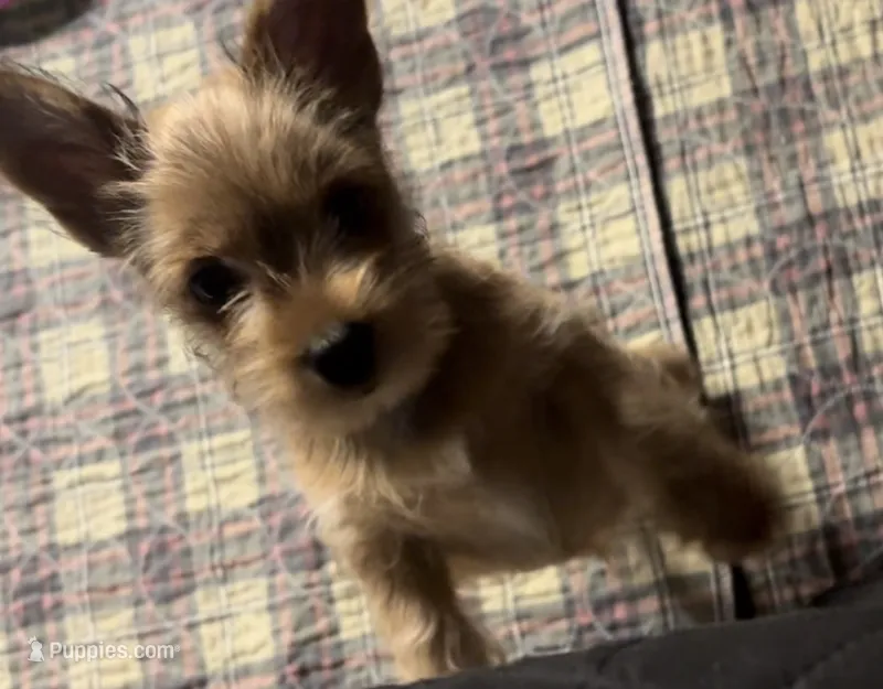 AKC/CKC - Sunshine - Blonde – Yorkshire Terrier puppy for sale in Chillicothe, OH