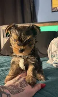 AKC/CKC Stitch, a male Yorkshire Terrier for sale in Chillicothe, OH – 5 of 8