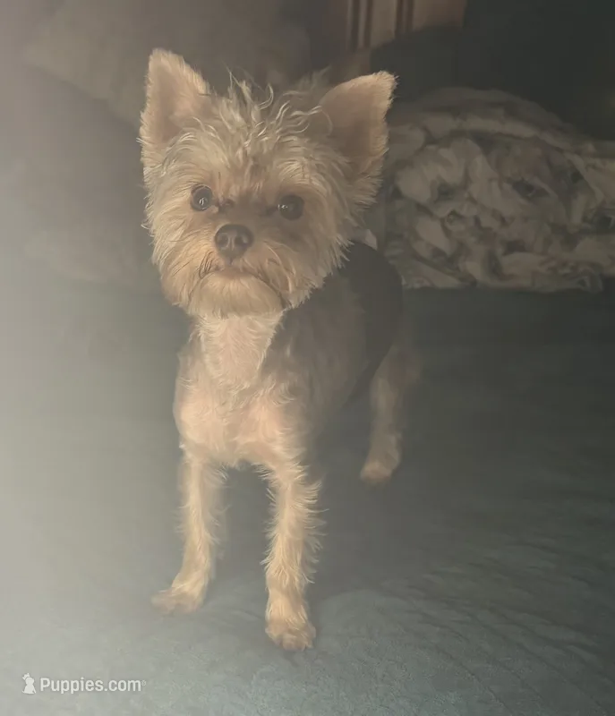 AKC/CKC Cooper – Yorkshire Terrier puppy for sale in Chillicothe, OH