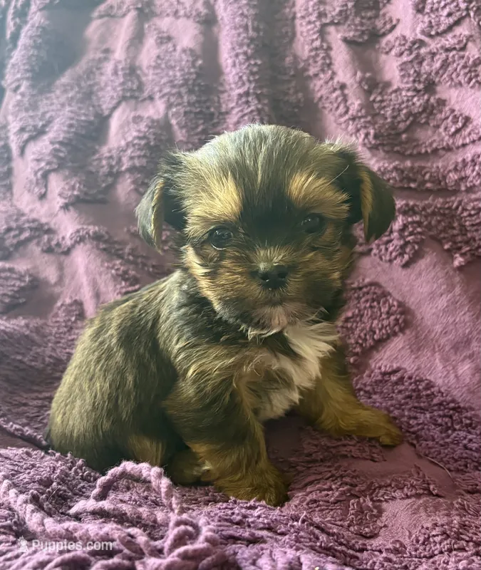 CKC Carlos  – Yorkshire Terrier, Shorkie puppy for sale in Chillicothe, OH